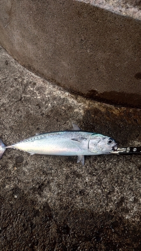 ソウダガツオの釣果