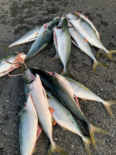 ヤズの釣果