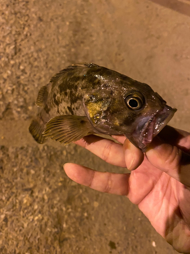 クロソイの釣果