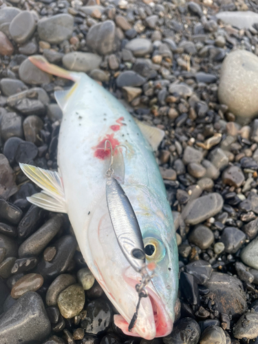 ワカシの釣果