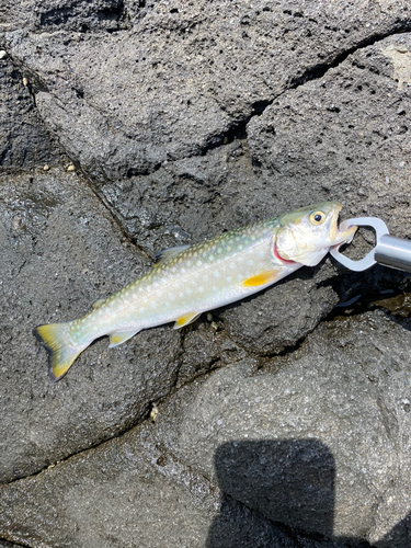 アメマスの釣果