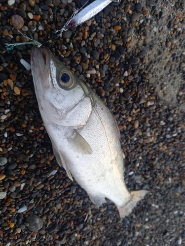 ヒラスズキの釣果