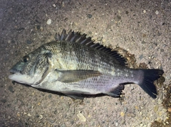 クロダイの釣果