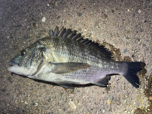 クロダイの釣果