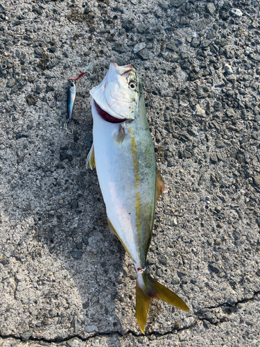 ツバスの釣果