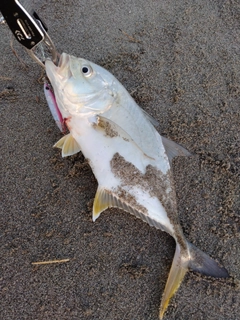 メッキの釣果