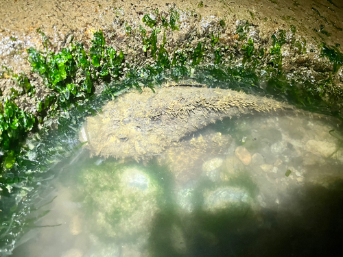 オニオコゼの釣果