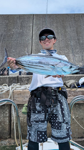 カツオの釣果