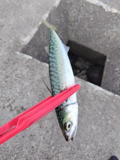 サバの釣果