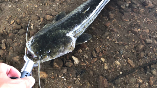 ナマズの釣果