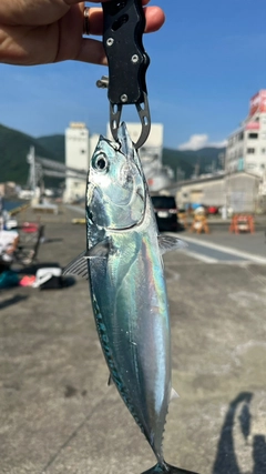 マルソウダの釣果