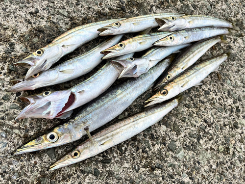 ヤマトカマスの釣果