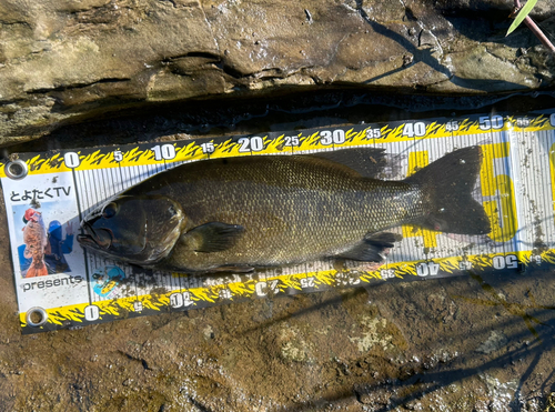 スモールマウスバスの釣果