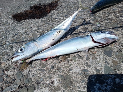 サバの釣果