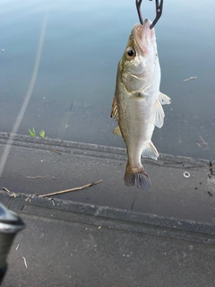 スズキの釣果