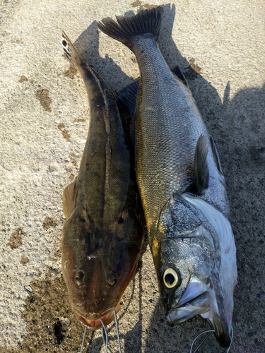 シーバスの釣果