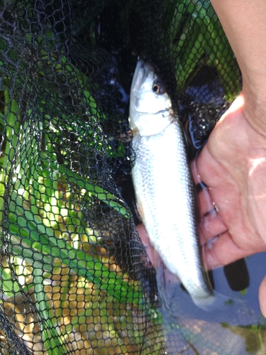 ケタバスの釣果