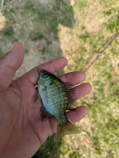 ブルーギルの釣果