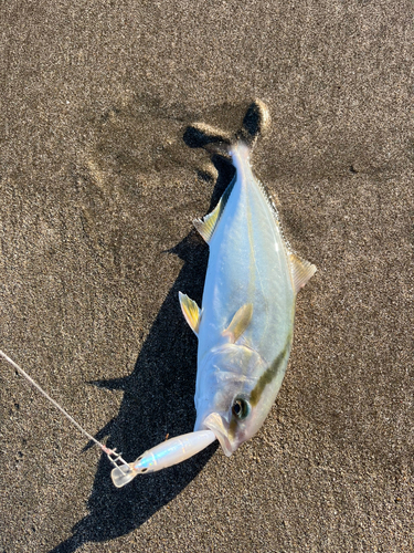 ネリゴの釣果