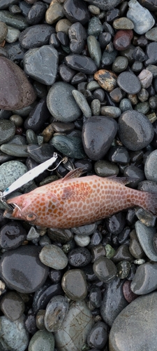 オオモンハタの釣果