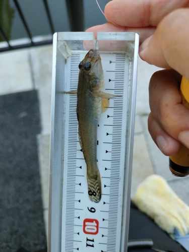 マハゼの釣果