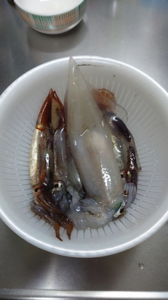 イカの釣果