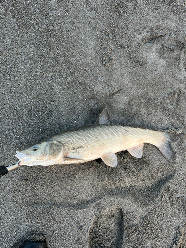 マルタウグイの釣果