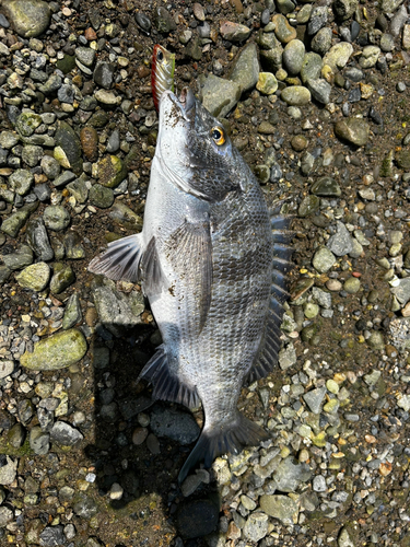 チヌの釣果