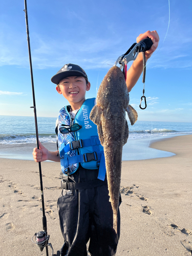 マゴチの釣果