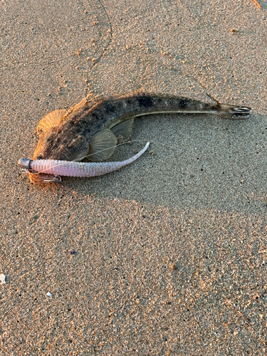 マゴチの釣果