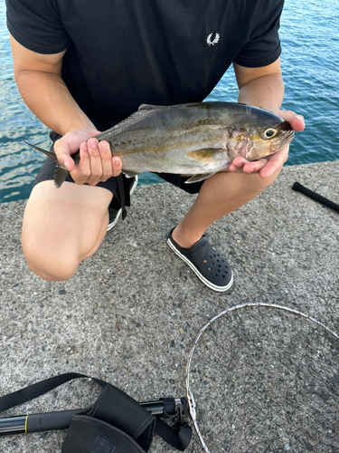 ネリゴの釣果