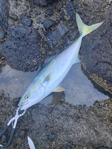 イナダの釣果