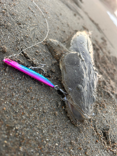 マゴチの釣果