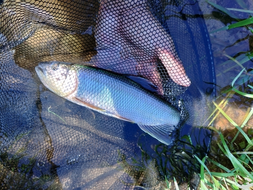 ケタバスの釣果