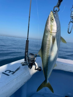 イナダの釣果