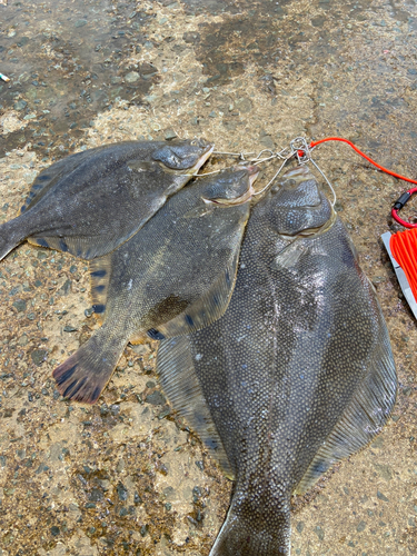 マツカワの釣果