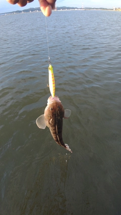 マゴチの釣果