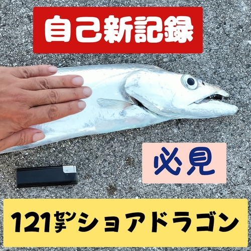 タチウオの釣果