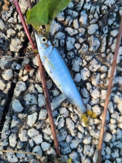 オイカワの釣果