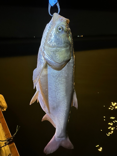 ハクレンの釣果