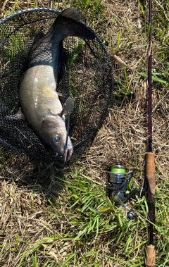 アメリカナマズの釣果