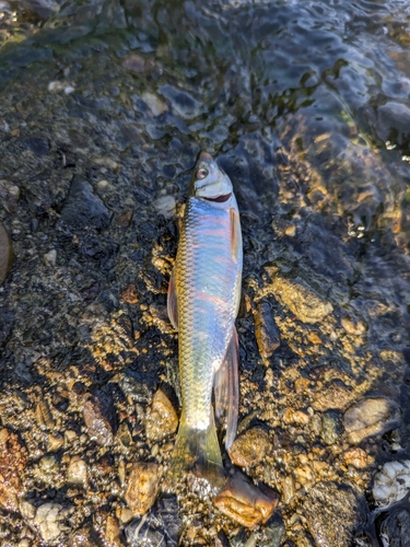 オイカワの釣果