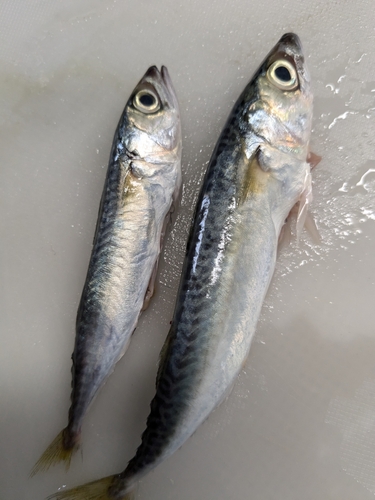 サバの釣果