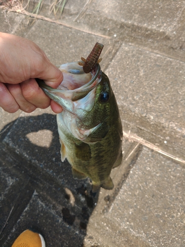 ラージマウスバスの釣果