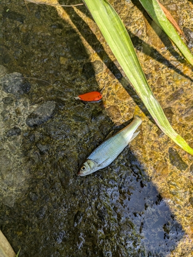 オイカワの釣果