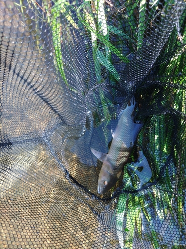 ケタバスの釣果