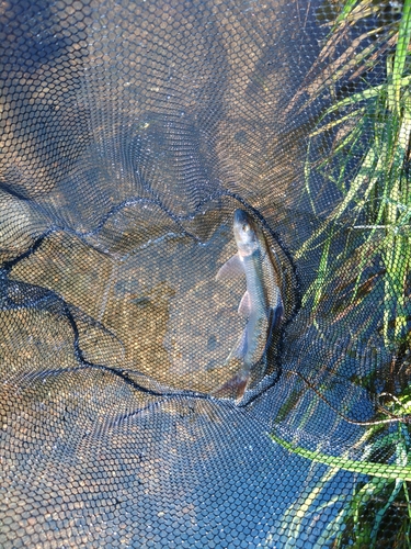 ケタバスの釣果