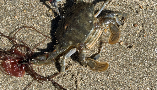 ワタリガニの釣果