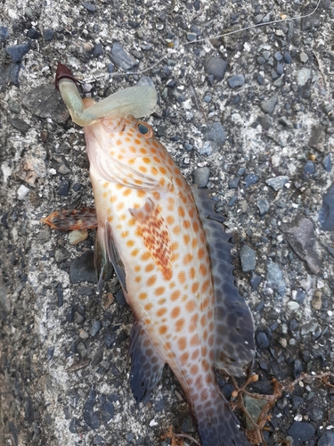 オオモンハタの釣果