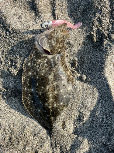 ソゲの釣果